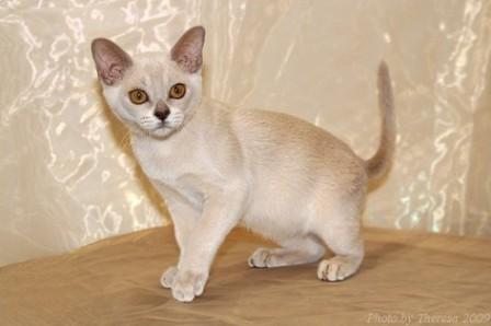 lilac Burmese cat