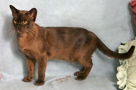 Burmese cat © Norma Hush