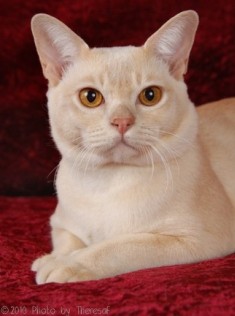 cream Burmese cat