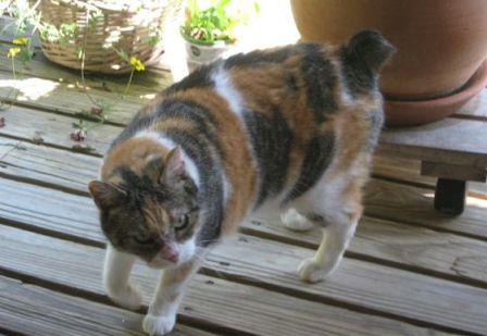 calico Manx cat