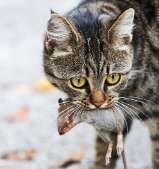 cat eating rodent