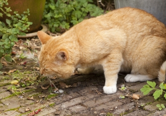cat vomiting in garden