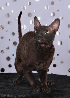 black Cornish Rex cat