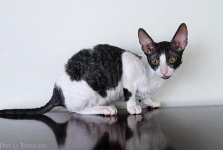 black harlequin Cornish Rex cat