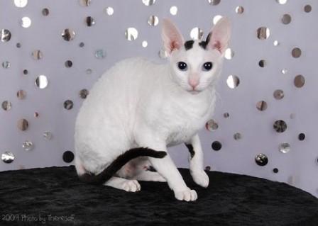 black van Cornish Rex cat