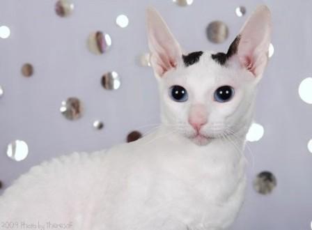 black van Cornish Rex cat