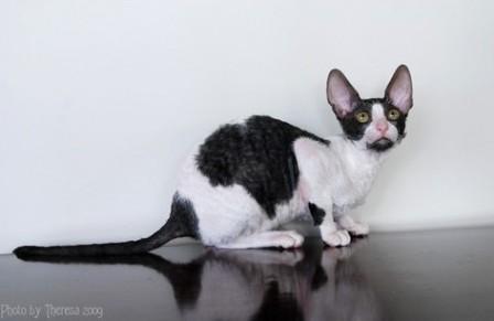 Cornish Rex cat