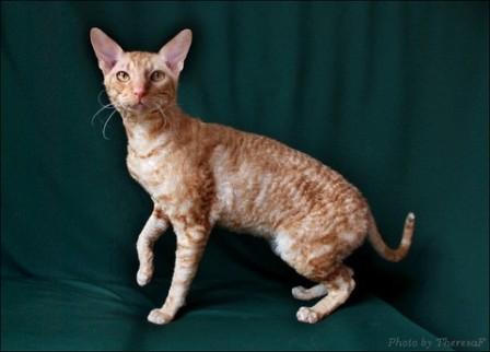 Cornish Rex Cat