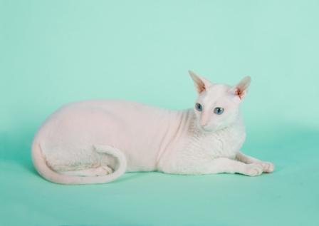 cornish rex cat