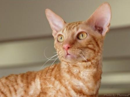 red Cornish rex