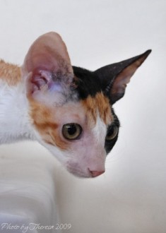 calico Cornish Rex cat