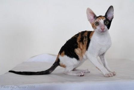 calico Cornish Rex cat