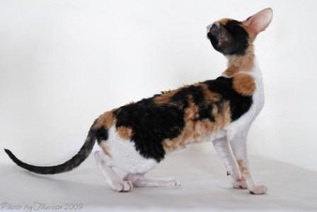 calico Cornish Rex cat