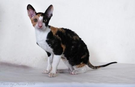 calico Cornish Rex cat