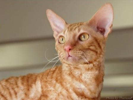 red Cornish Rex cat