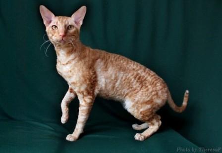 red Cornish Rex cat