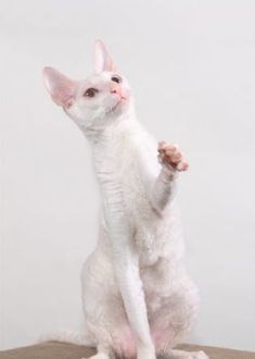 white Cornish Rex