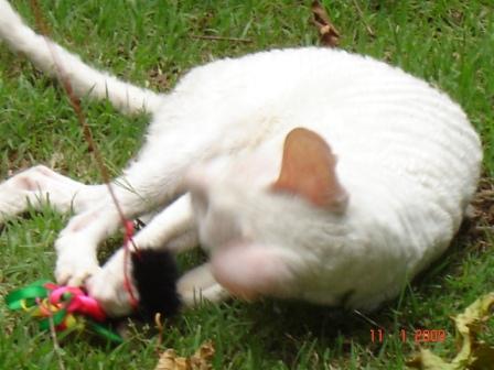 white, blue-eyed Cornish Rex