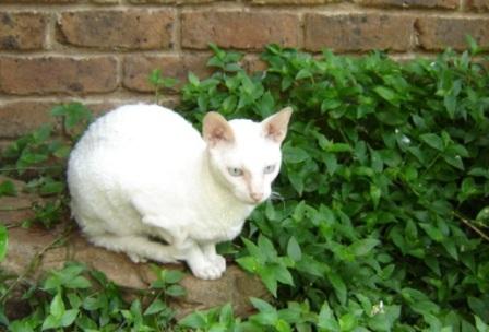 white, blue-eyed Cornish Rex