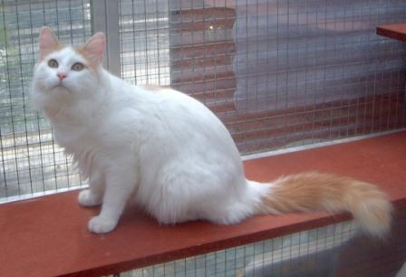 cream Turkish Van Cat