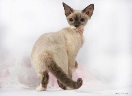 Devon Rex Cat