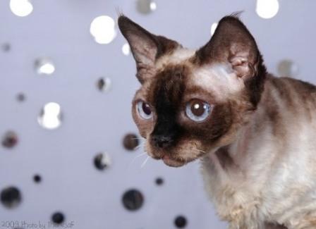 Devon Rex Cat