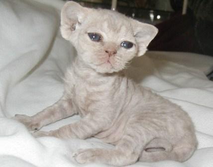 Pictures of Devon Rex Cats