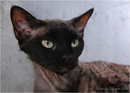 black Devon Rex cat