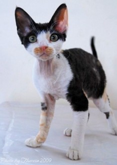 calico Devon Rex