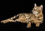 Bengal Cat | Sarah Thexton