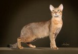 Chausie cat | ©Photos Courtesy of Helmi Flick