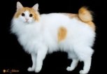 Japanese Bobtail | photo Larry Johnson