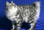 Kurilian Bobtail cat