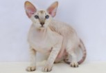 Peterbald ©Photo Courtesy of Theresa Fouche