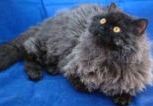 Selkirk Rex | courtesy Pamela Anderson UK