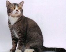 american wirehair cat