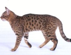 californian spangled cat