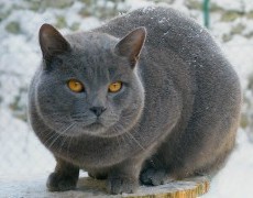 chartreux cat