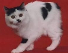 cymric cat breed