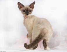 devon rex cat