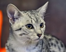 egyptian mau cat