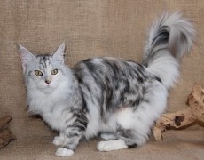 maine coon