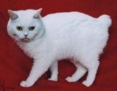 manx cat