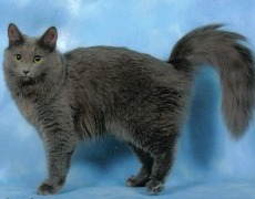 nebelung cat