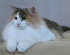 norwegian forest cat