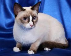 snowshoe cat