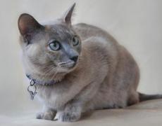 tonkinese cat