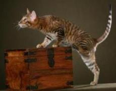 toyger cat