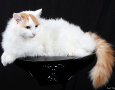 turkish van cat