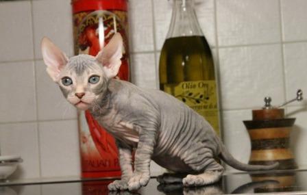 cute Don Sphynx kitten